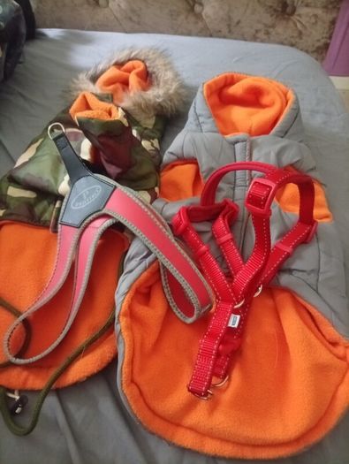 Dog accessories bundle