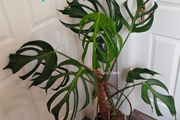 Monstera Burle Marx Flame rooting