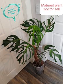 Monstera Burle Marx Flame rooting