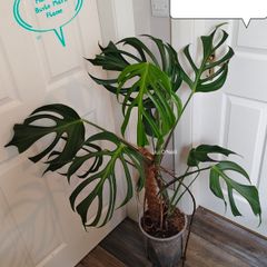 Monstera Burle Marx Flame rooting