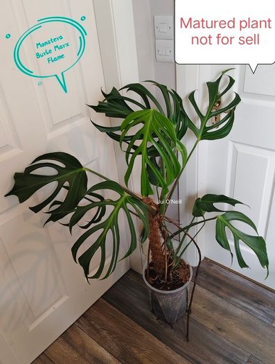 Monstera Burle Marx Flame rooting