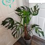 Monstera Burle Marx Flame base cut Image 8
