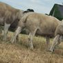 Pedigree Texel rams shearlings Image 3
