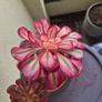 aeonium succulent for sale Image 3