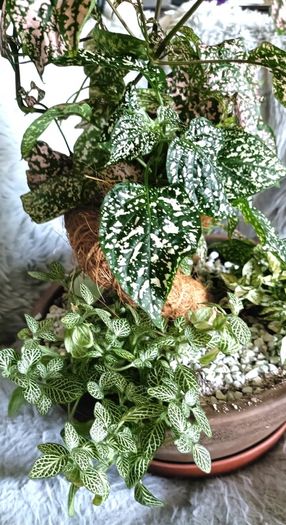 Plants Composition