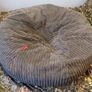 Bean Bag Image 2