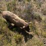 2 x Kunekune Pigs Image 3