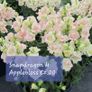 Snapdragon seeds from 1.00 euro per pack Image 6