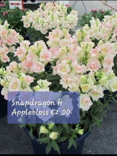 Snapdragon seeds from 1.00 euro per pack