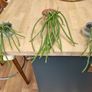 Jungle cactus Image 2