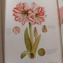 The Water Colour Flower Painter A-Z Book Image 10