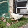 5 wk old pet roosters Image 3