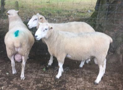 Tefrom Rams for Sale, New Zealand Maternal Sheep