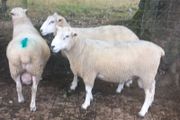 Tefrom Rams for Sale, New Zealand Maternal Sheep
