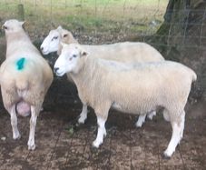 Tefrom Rams for Sale, New Zealand Maternal Sheep