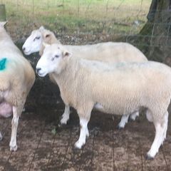 Tefrom Rams for Sale, New Zealand Maternal Sheep
