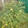 Hypericum large bush Image 5