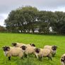 Rams Image 2