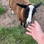 Ewe lambs Image 3