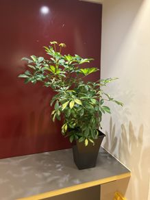 Plant