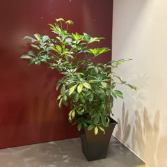 Plant