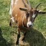 Female Pygmy Goats Image 7
