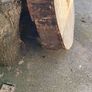 Premium Spalted Beech Wood Slabs 5 Years Air Dried Image 7