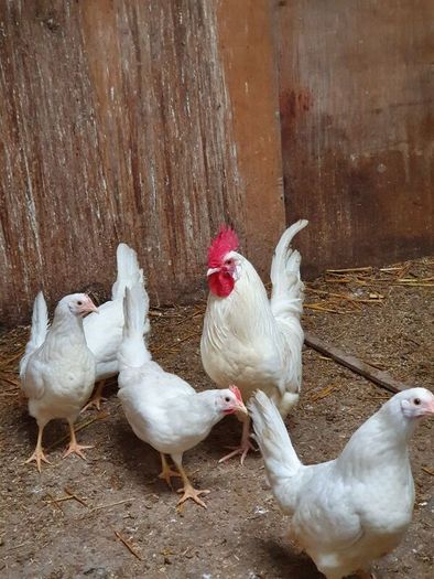 Hens, point of lay pullets