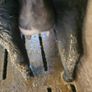 Dairy cows and heifers Image 5