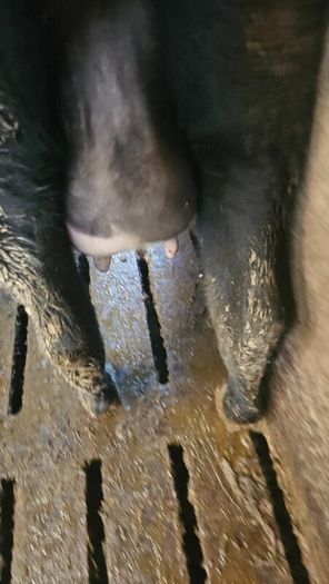 Dairy cows and heifers