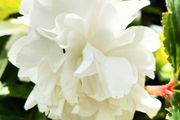 Begonia Grandiflora SALE