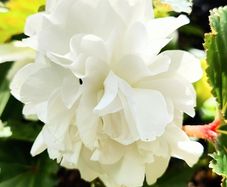 Begonia Grandiflora SALE