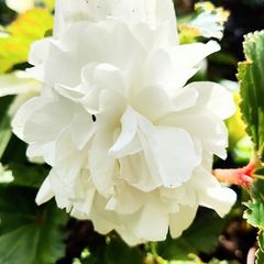 Begonia Grandiflora SALE