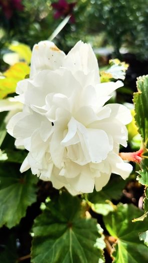 Begonia Grandiflora SALE