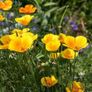 Poppy Seeds Image 4