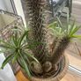 cactus Image 4