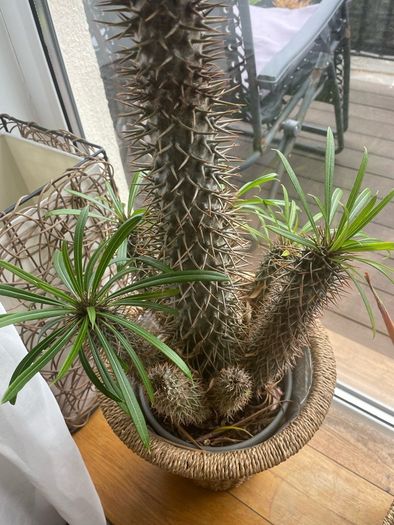 cactus