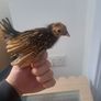 3 gold sebright chicks Image 3