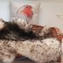 pet bed, cat bed, dog bed Image 2