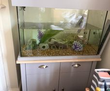 Large fish Tank