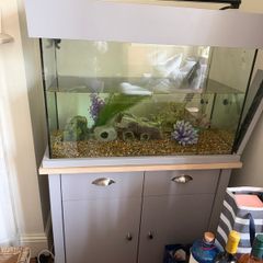 Large fish Tank