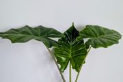 Alocasia Portodora Plant