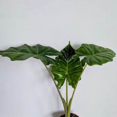 Alocasia Portodora Plant