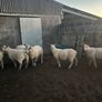 tuam mart 20th October dispersal sale Image 3