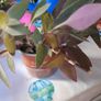 plant purple heart Image 2