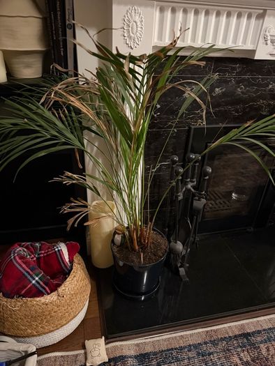 Plants for sale