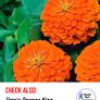 Over 25 types of Zinnia seeds from 1 euro Image 3