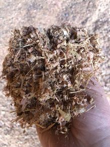 Dry wood shavings