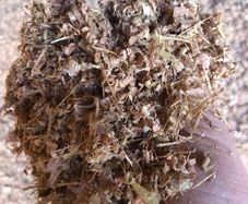 Dry wood shavings