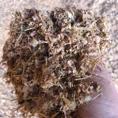 Dry wood shavings
